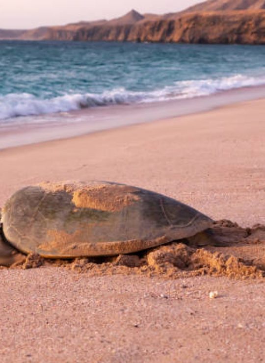 Your Gateway to Authentic Omani Experiences