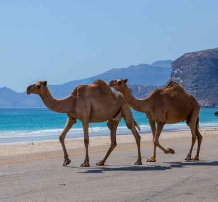Fabled Castles of East Salalah