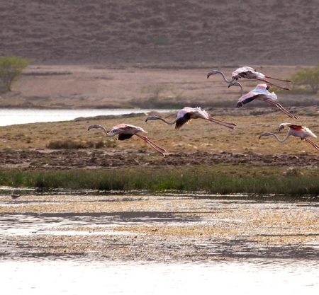 Full-Day Salalah Tour