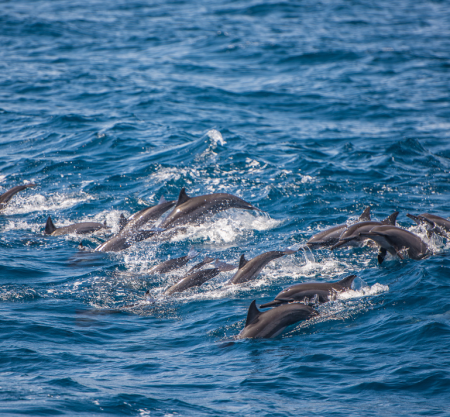 Dolphin Watching Salalah