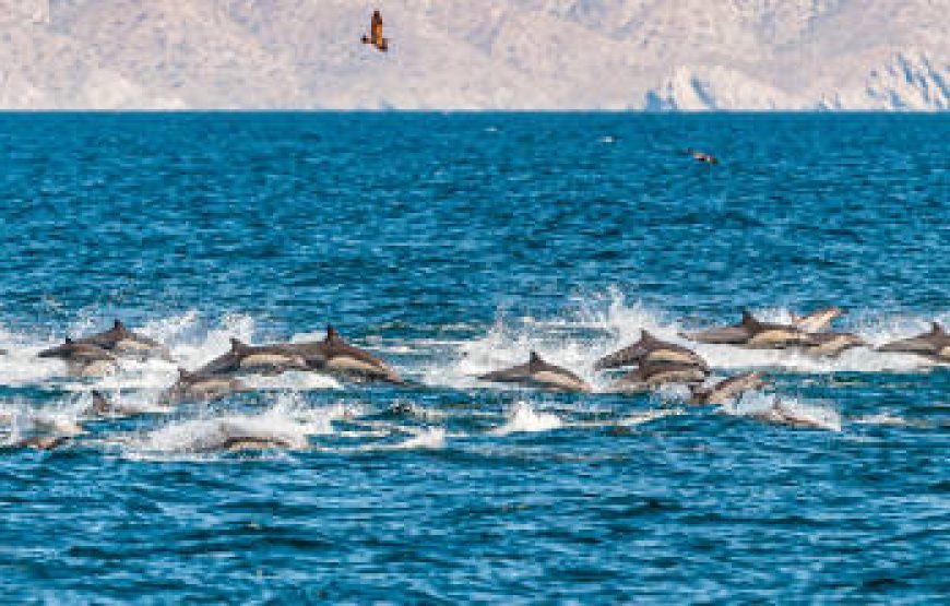 Dolphin Watching Salalah