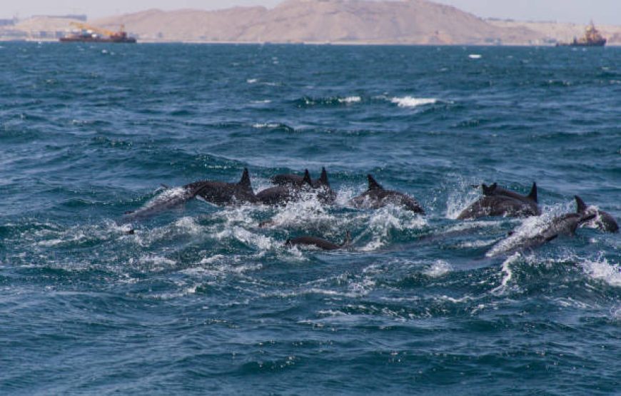 Dolphin Watching Salalah