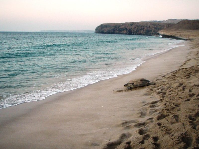 Green Turtles Tour Oman