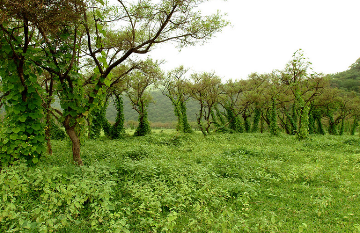 salalah-tour-packages-2025-khareef