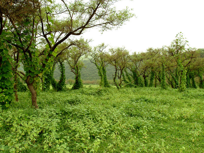 salalah-tour-packages-2025-khareef