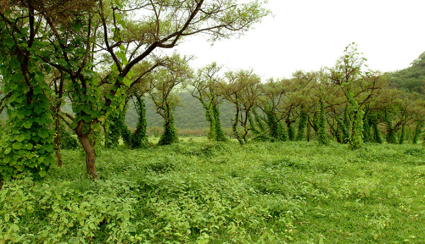 salalah-tour-packages-2025-khareef