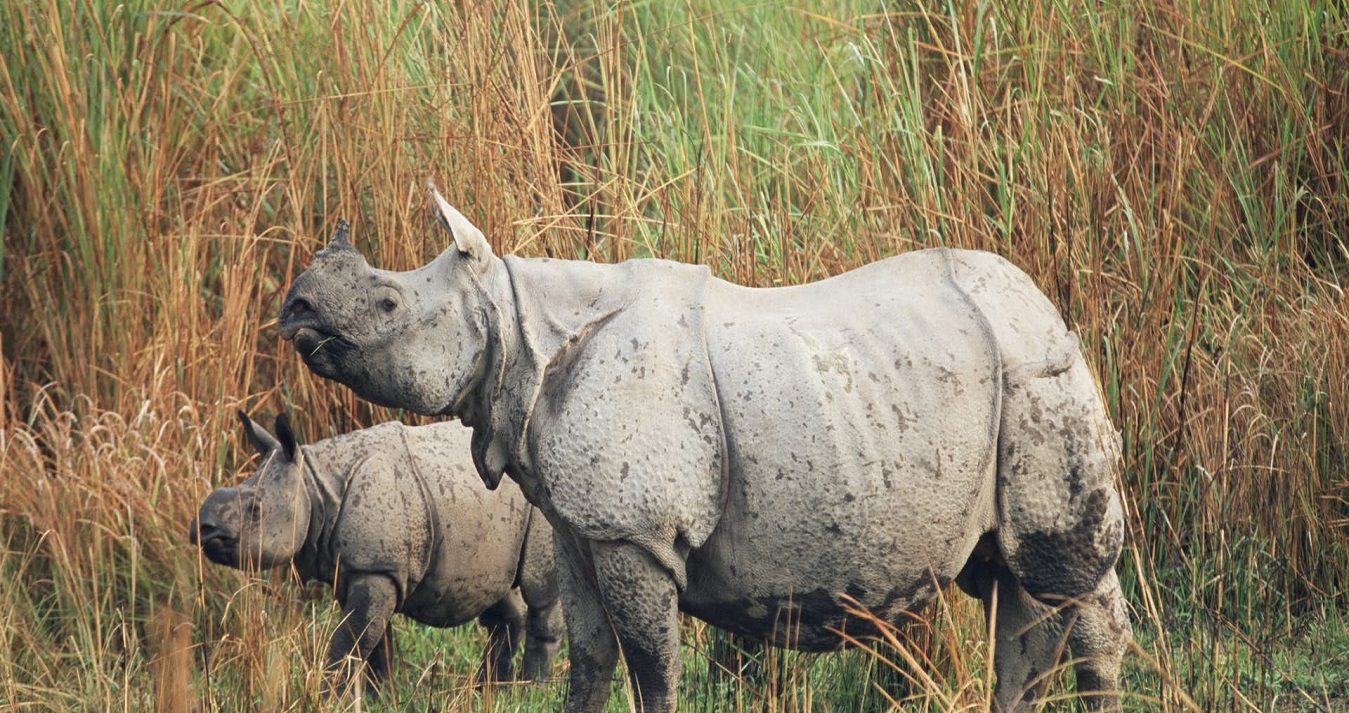 Kaziranga Wildlife Tour Package with Meghalaya | Intend Travel