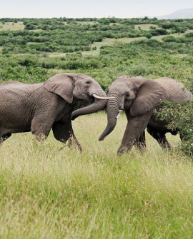 Amboseli