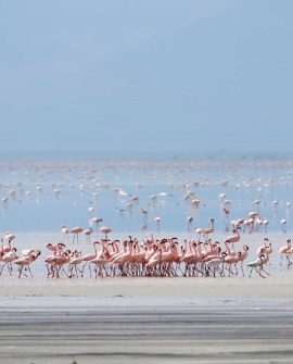 Lake Manyara