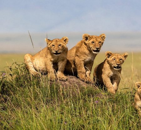 Kenya Wildlife Safari: The Masai Mara & Beyond