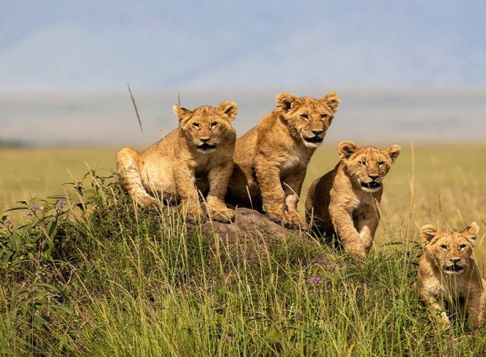 Kenya Wildlife Safari: The Masai Mara & Beyond