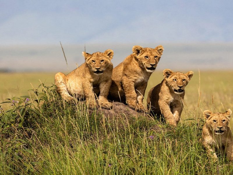 Kenya Wildlife Safari: The Masai Mara & Beyond