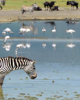 Ngorongoro Crater