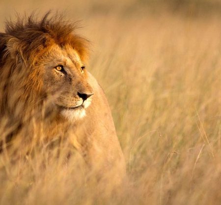 The Serengeti lion Image