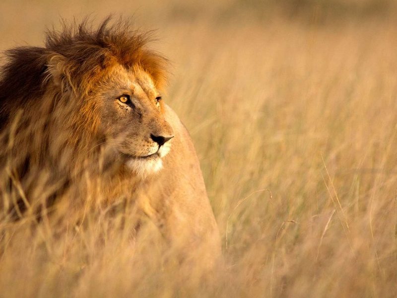 The Serengeti lion Image