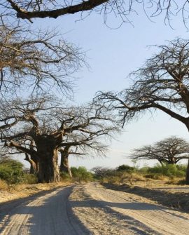 Ruaha National Park