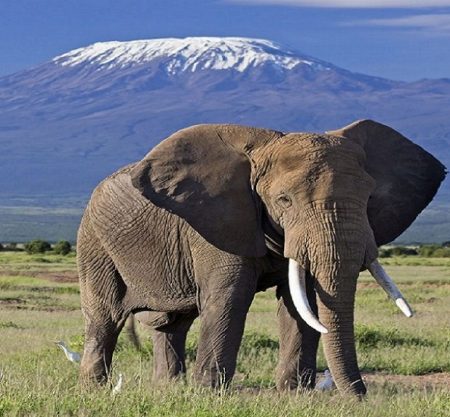 elephant at Amboseli National Park