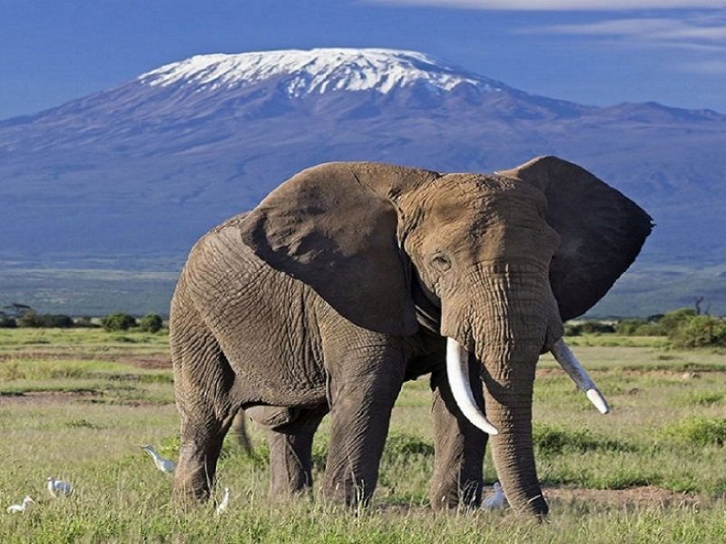 elephant at Amboseli National Park