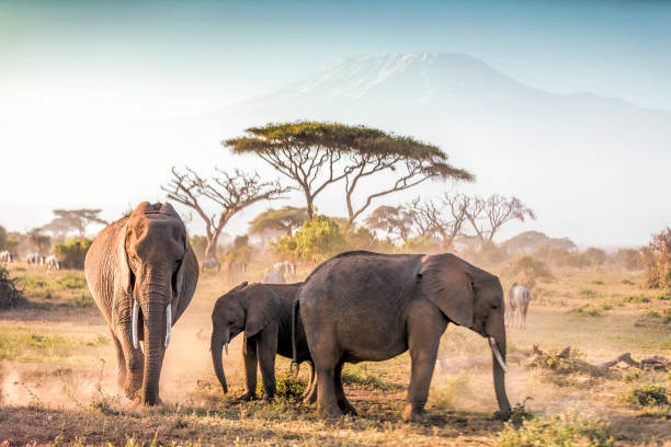 DAY 01: AMBOSELI NATIONAL PARK 