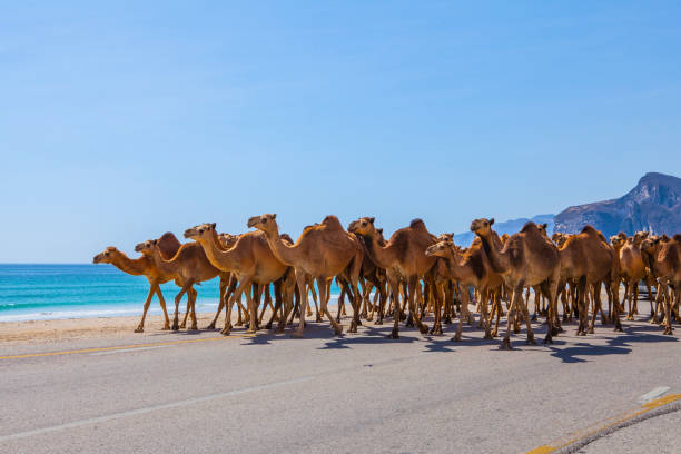 Camels crossing the road near Al Mughsayl, Oman.