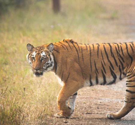 Ranthambore National Park