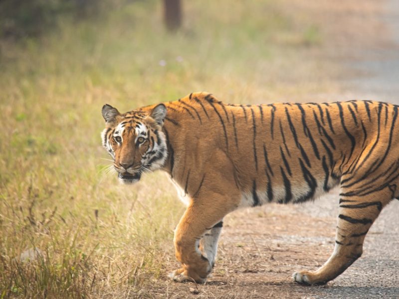 Ranthambore National Park