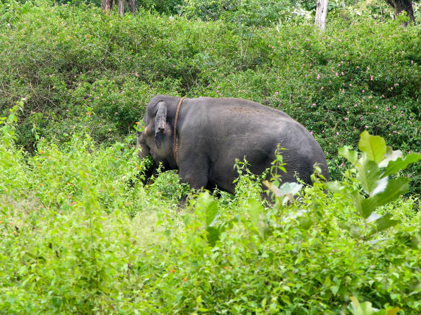 Day 4 | Thekkady